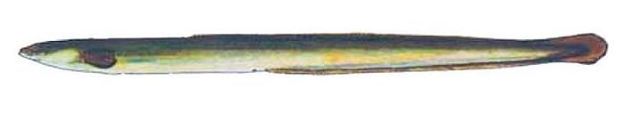 Ilustración de anguila