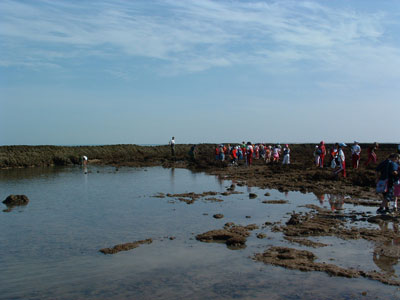 La Asociación JARIFE inicia una nueva campaña de visita a los corrales de pesca con los centros escolares.